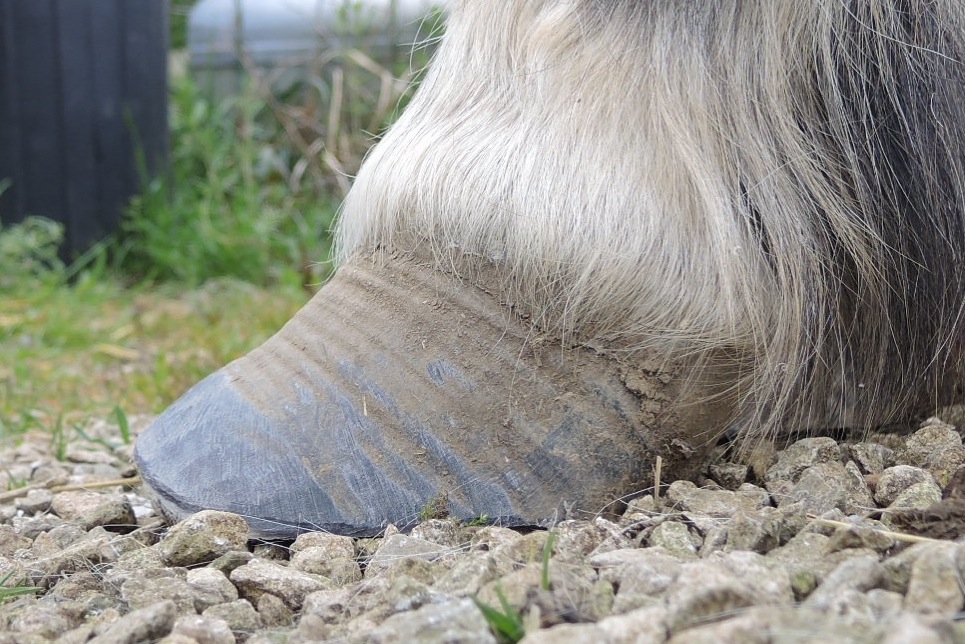 Laminitis Vikki Fear DEP MEPA(UK)
